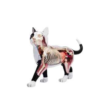 Анатомическая модель органов животных, 4D игрушка для сборки интеллекта кошки, обучающая Анатомическая модель, Популярная научная техника DIY